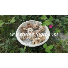 Weiße Blumen-Pilz-Export-Produkte von Singapur